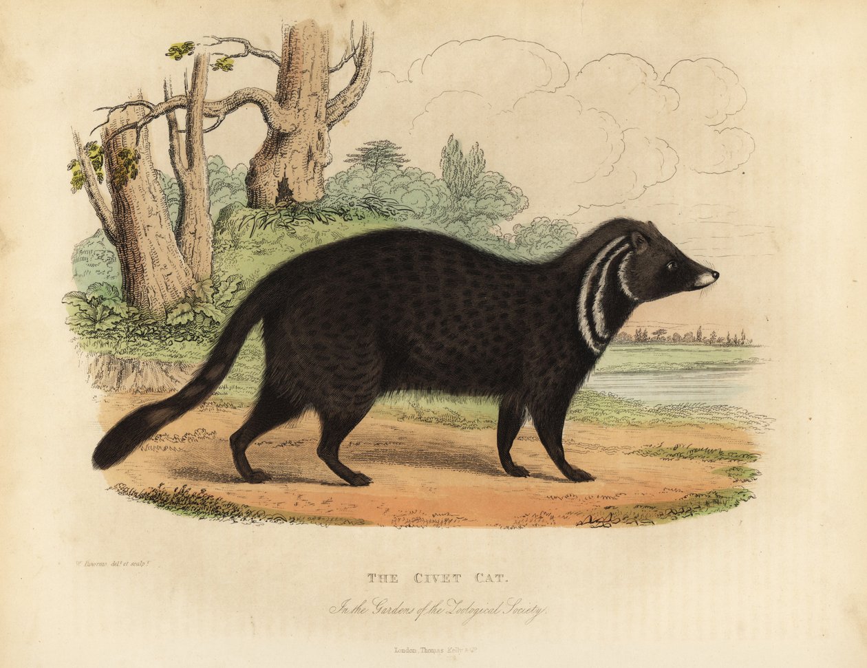 Civette africaine, Civettictis civetta - William Smellie