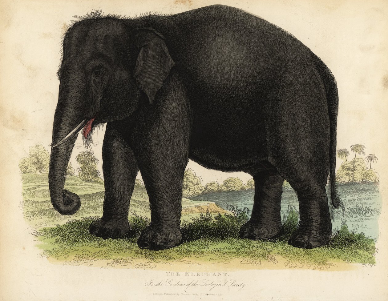 Éléphant d
