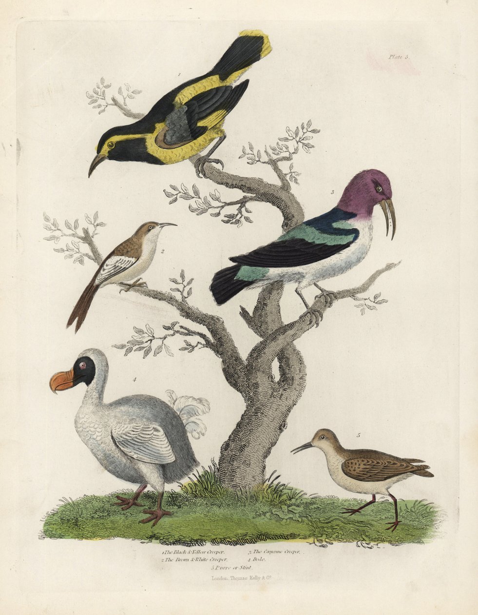 Grimpereau noir et jaune, grimpereau brun et blanc, Certhia americana, grimpereau de Cayenne, Dacnis cayana, Dodo, Raphus cucullatus, et purre ou bécasseau, Calidris alpina. Gravure sur cuivre coloriée à la main par un artiste inconnu de l