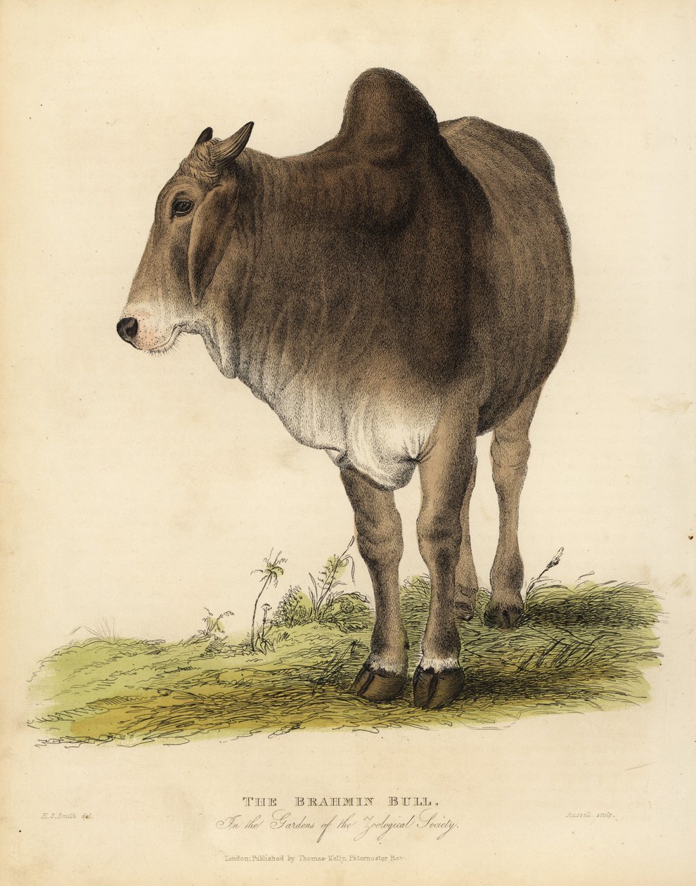 Race Brahma de zébu, Bos taurus indicus - William Smellie