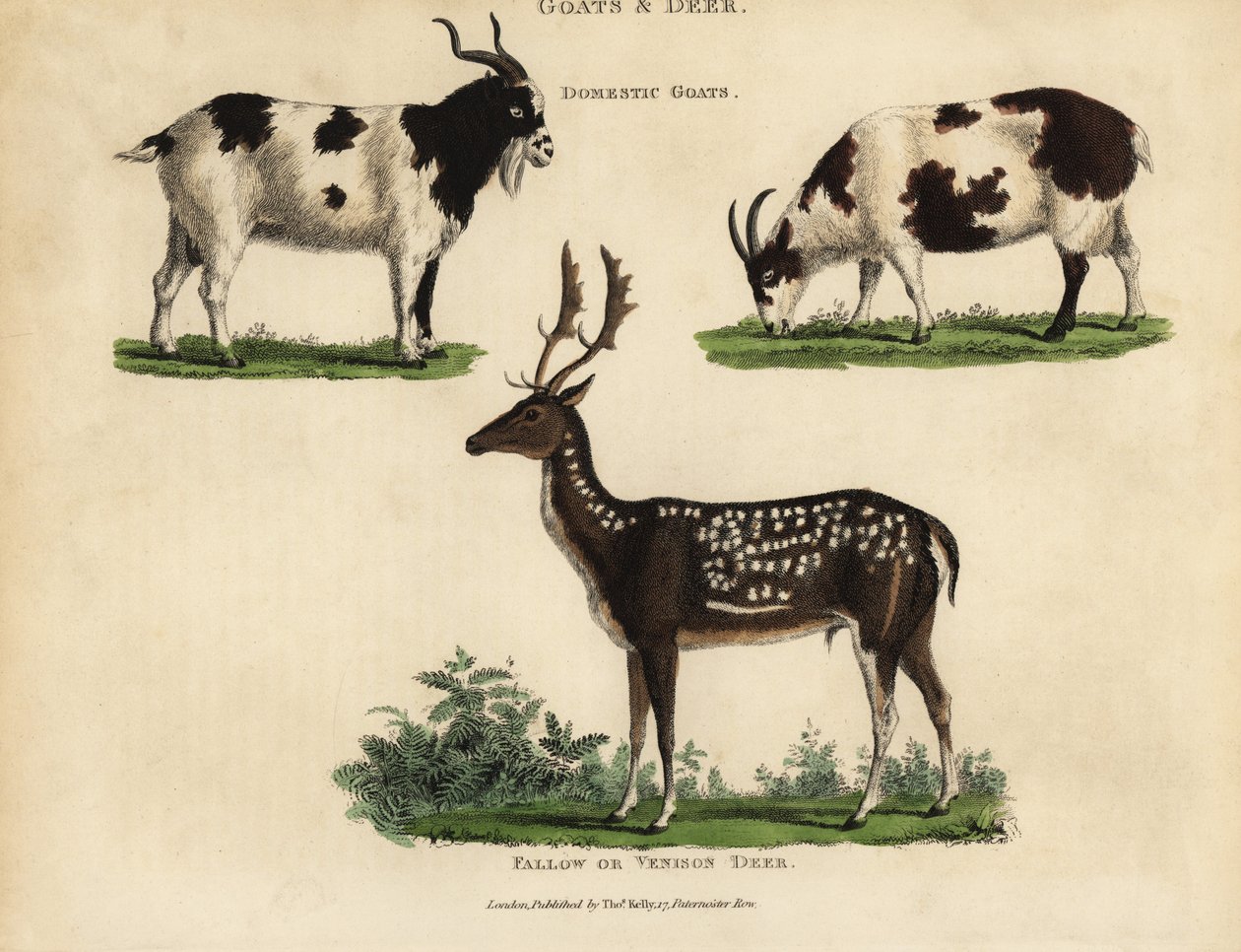 Chèvres domestiques et cerfs ou daims - William Smellie