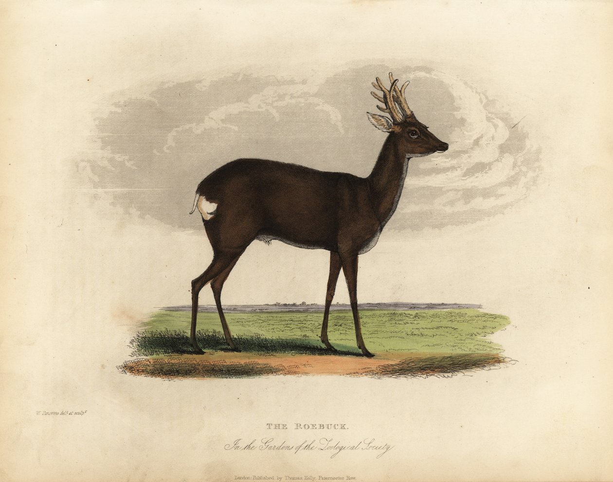 Chevreuil européen, Capreolus capreolus - William Smellie
