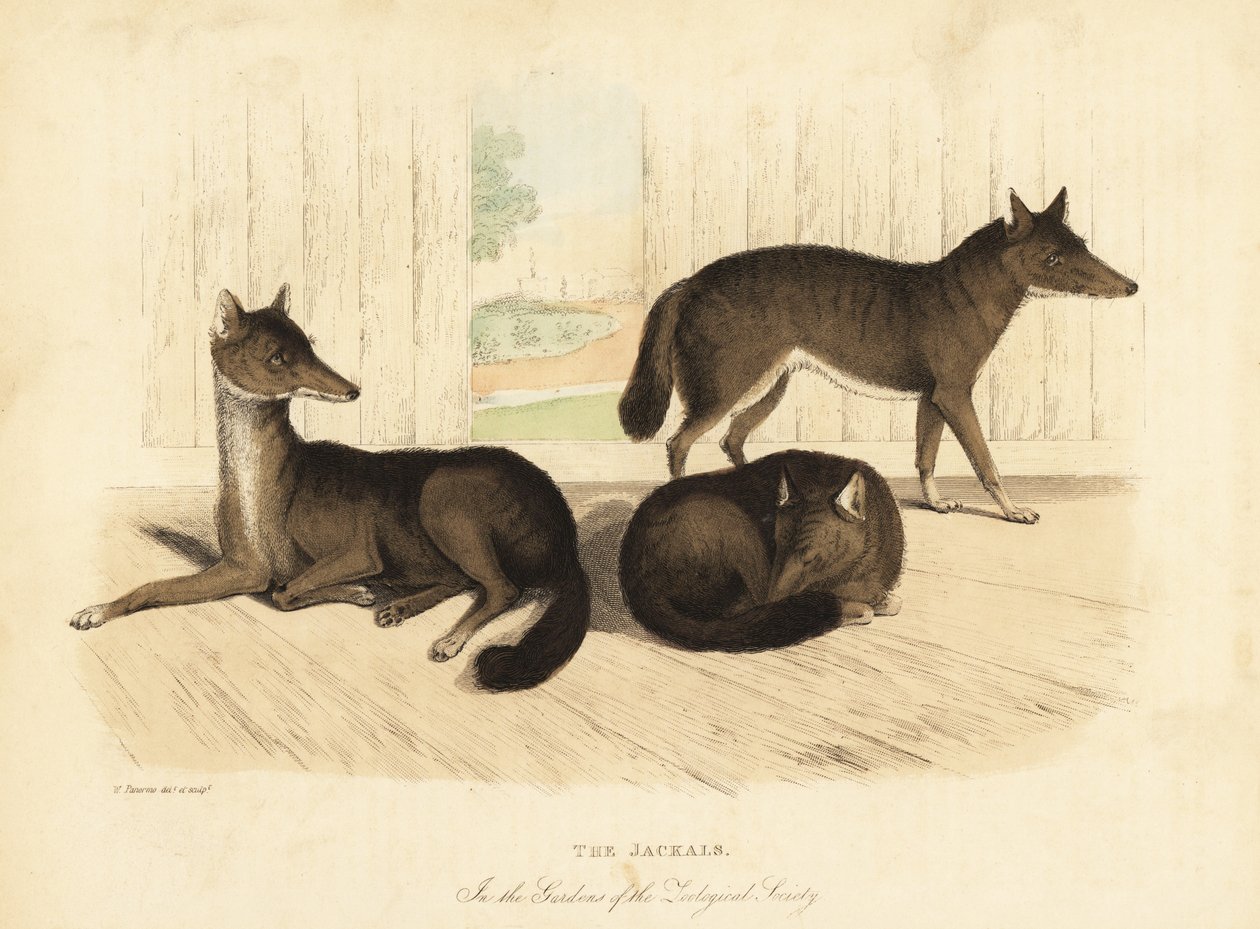 Chacal doré, Canis aureus - William Smellie
