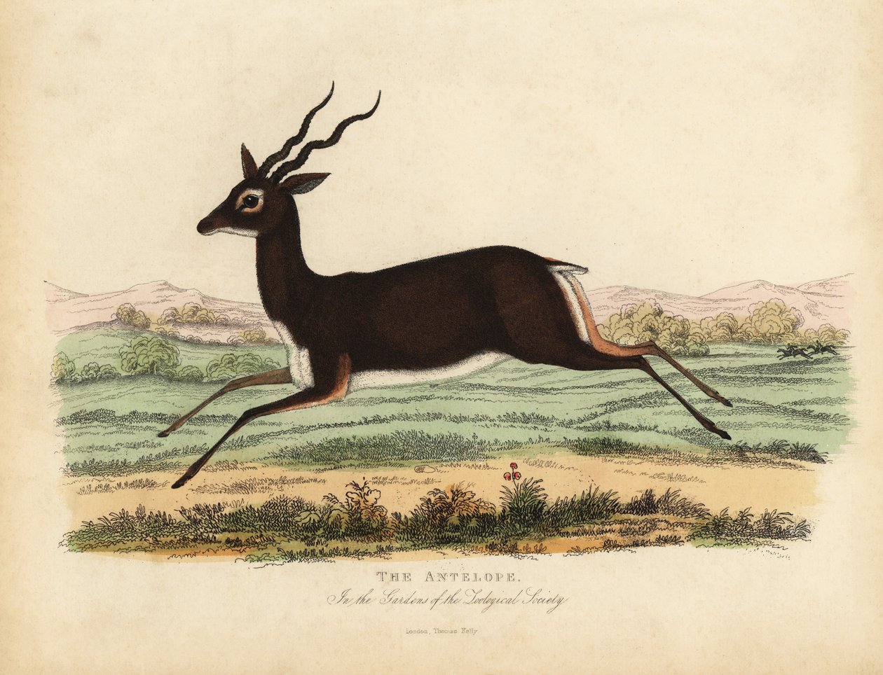 Antilope indienne ou blackbuck, Antilope cervicapra - William Smellie