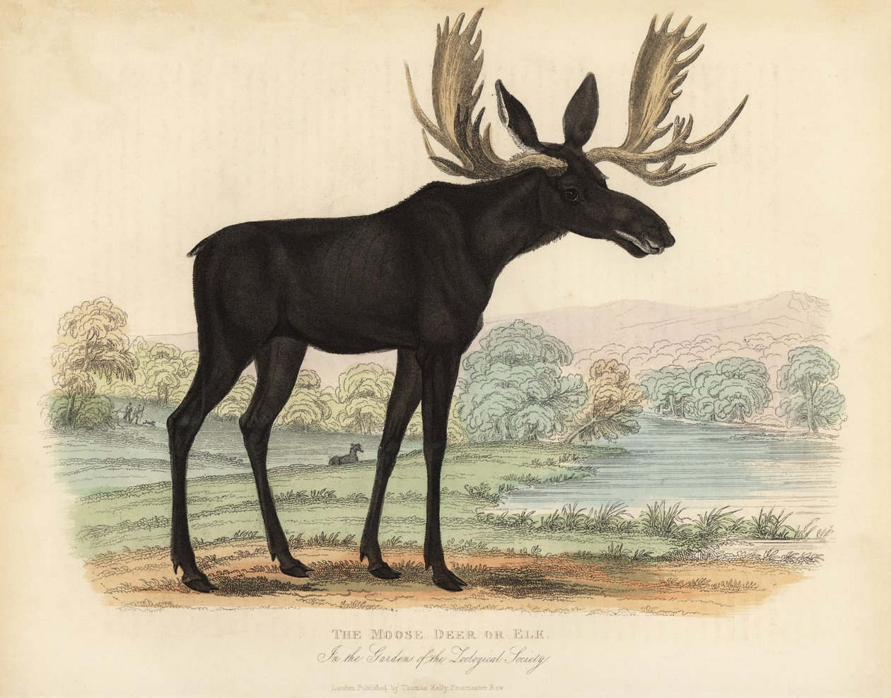 Élan ou orignal, Alces alces - William Smellie