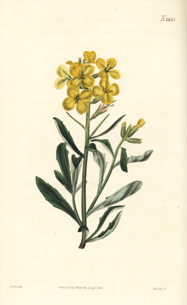 Giroflée odorante, Erysimum odoratum (Moutarde alpine odorante, Erysium lanceolatum minus). Gravure sur cuivre coloriée à la main par Weddell d