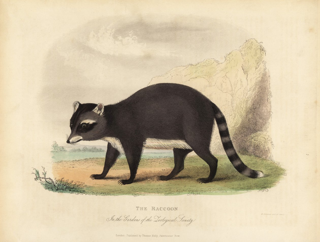 Le Raton laveur, Procyon lotor - William Smellie
