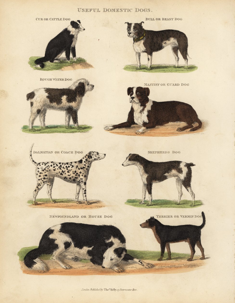 Chiens domestiques utiles, Canis lupus familiaris - William Smellie