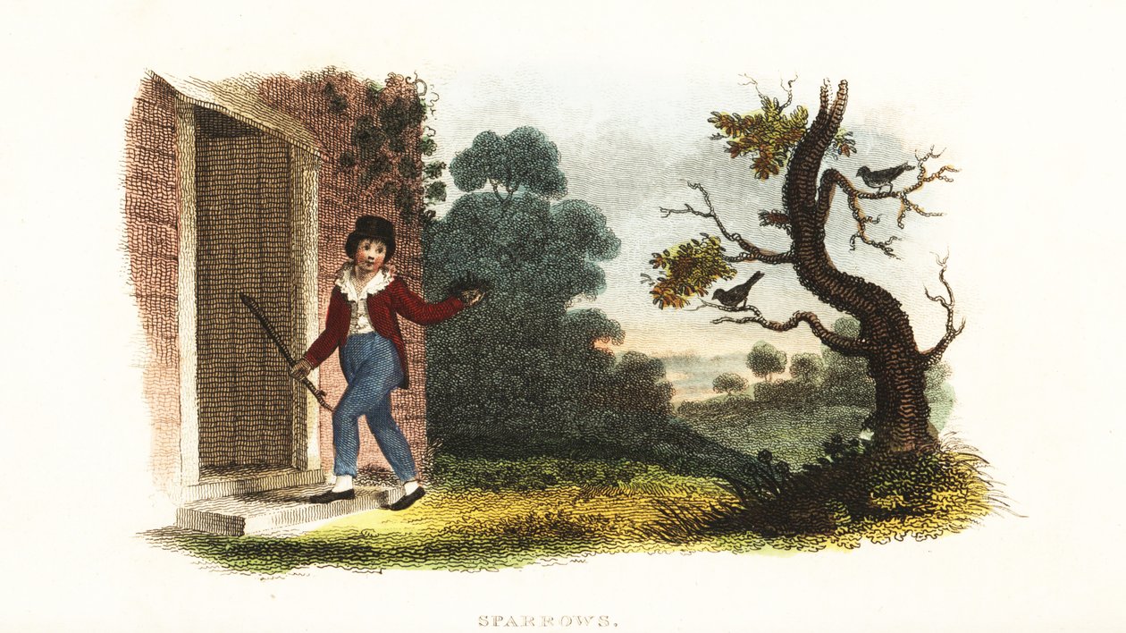 William Smellie, enfant, prenant un nid de jeunes moineaux à leurs parents pour une expérience - William Smellie