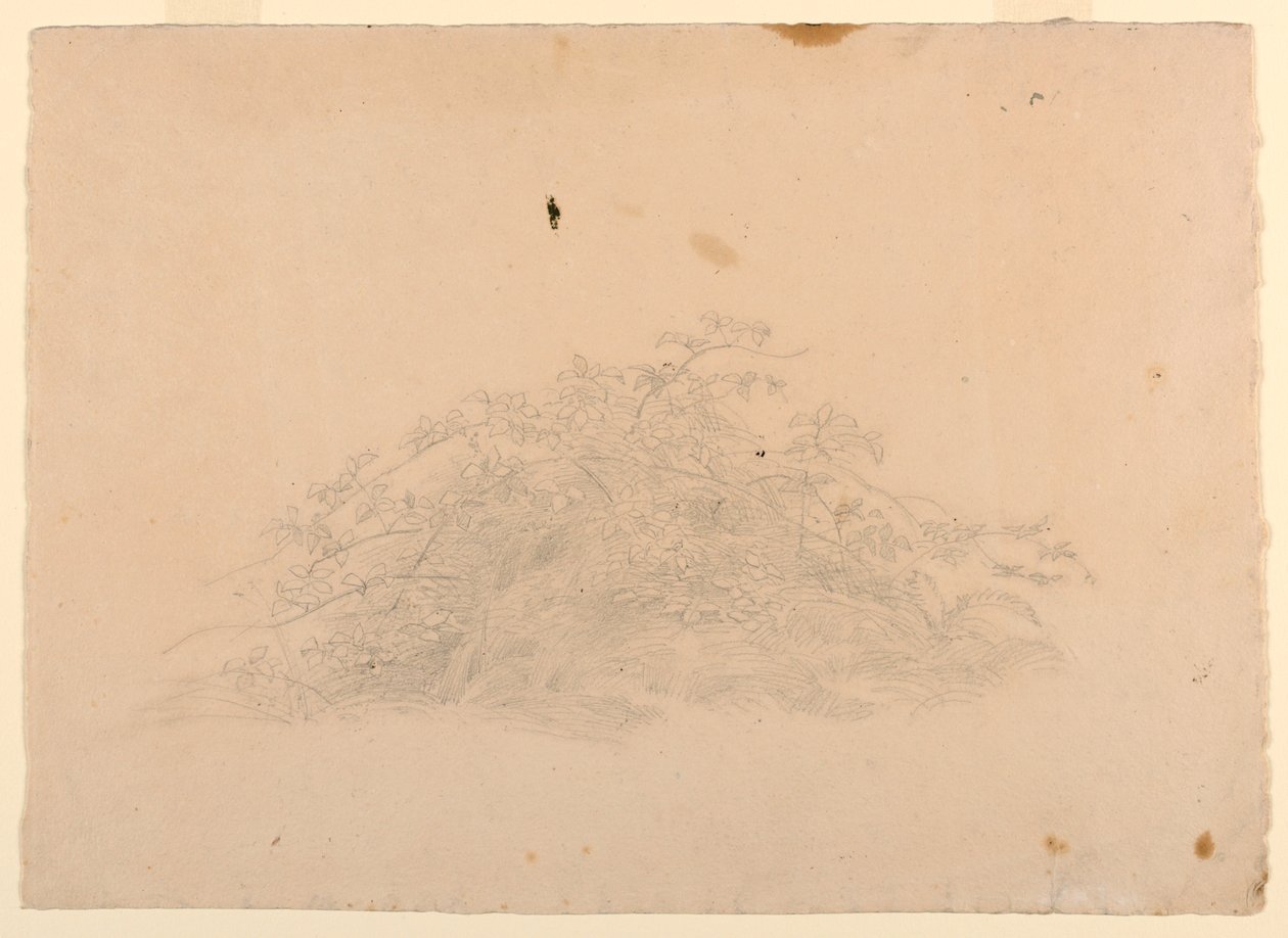 Étude de feuillage - William Stanley Haseltine