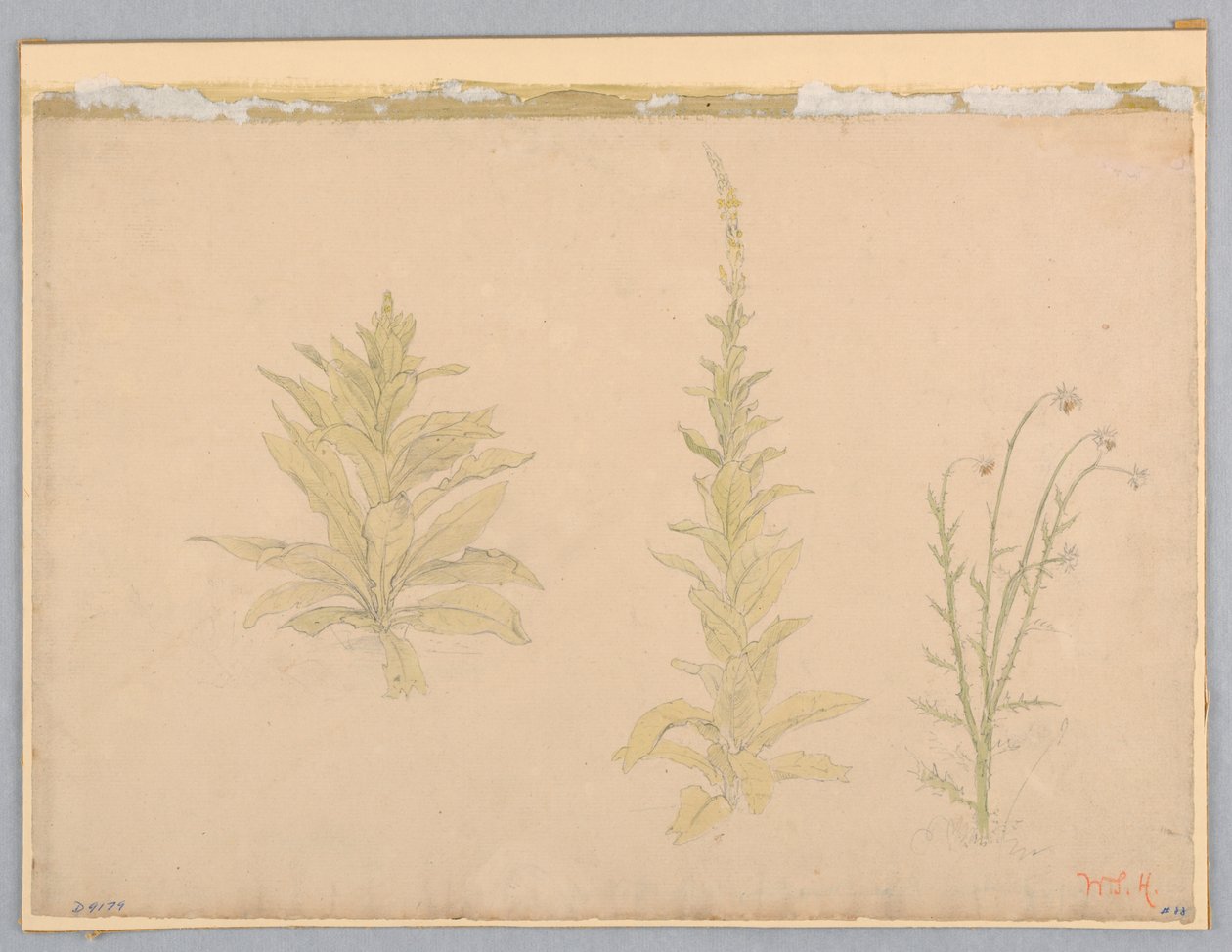 Étude de Plantes de Molène - William Stanley Haseltine