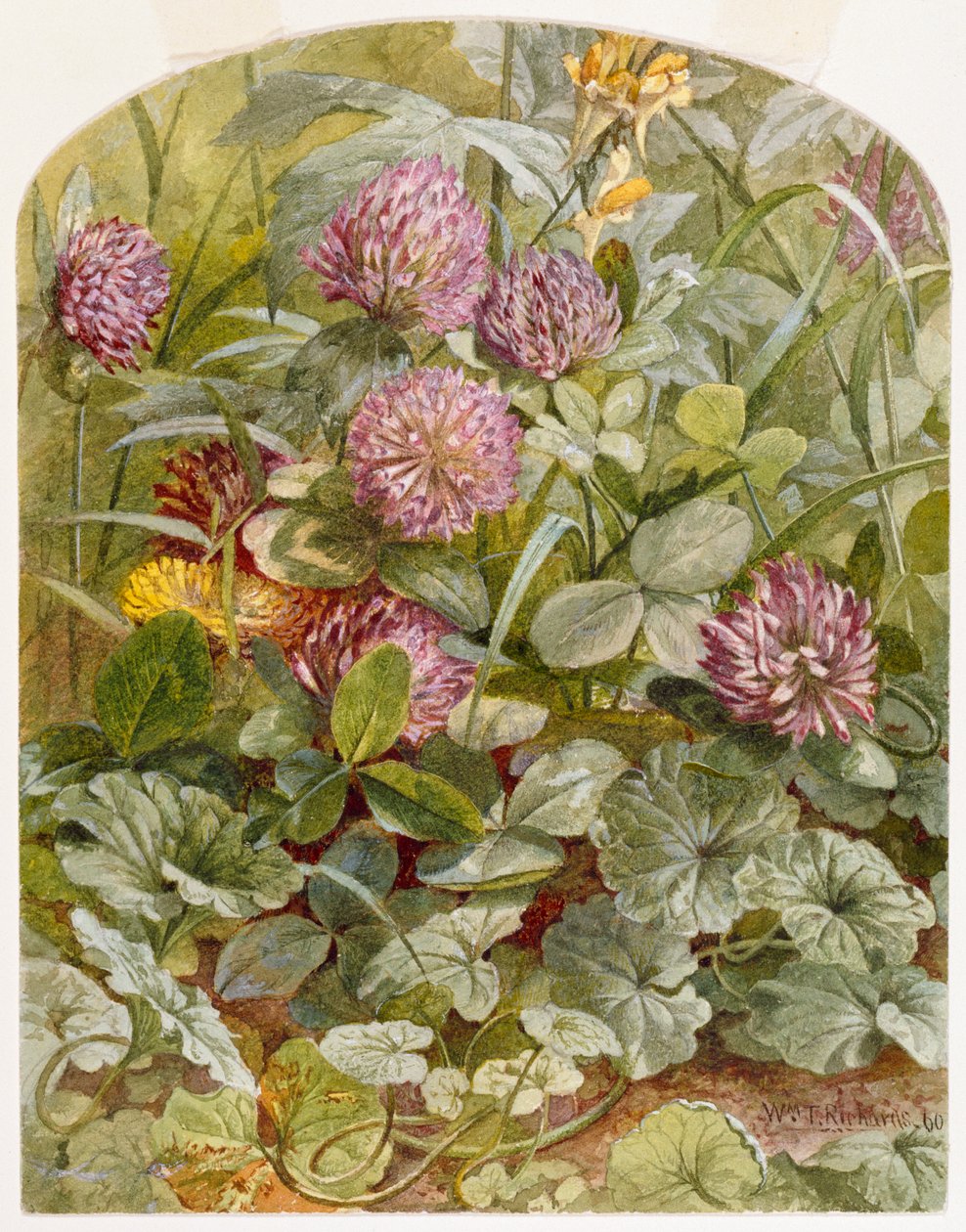 Trèfle rouge avec linaire commune et lierre terrestre - William Trost Richards