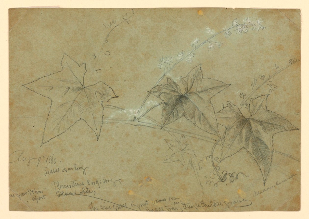 Étude de feuillage - William Trost Richards