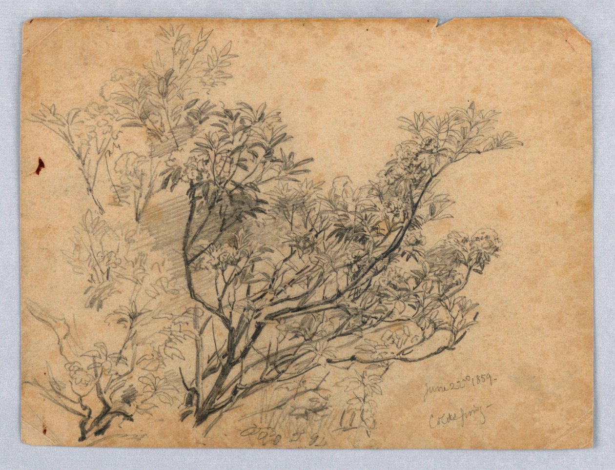Étude de feuillage - William Trost Richards