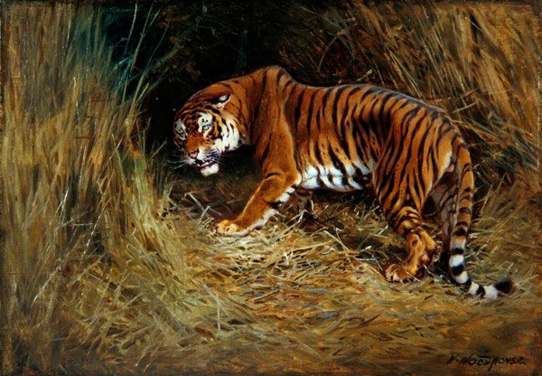 Un tigre rôdeur - William Woodhouse