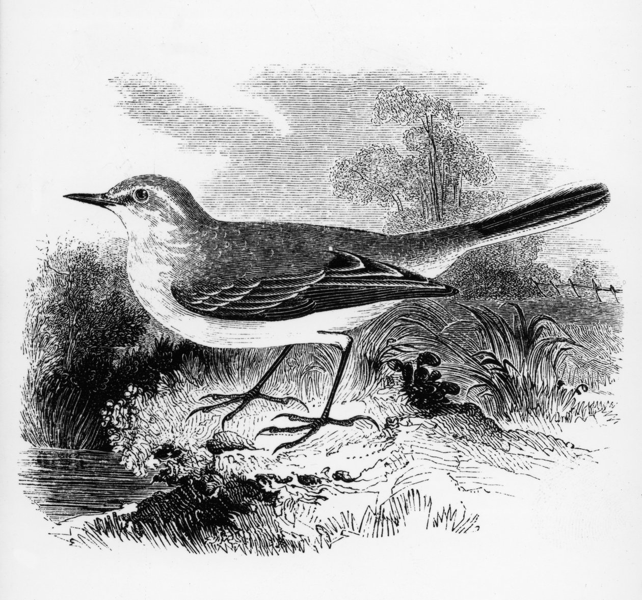 Bergeronnette de Ray, illustration de 