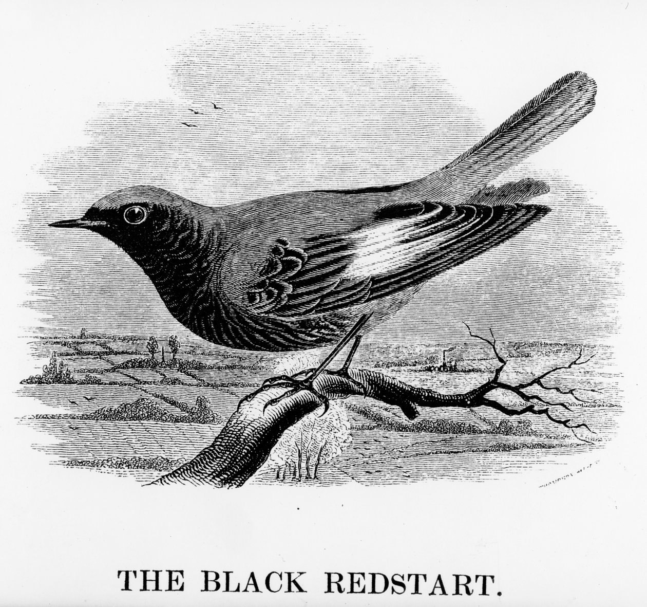 Le Rougequeue noir, illustration de 