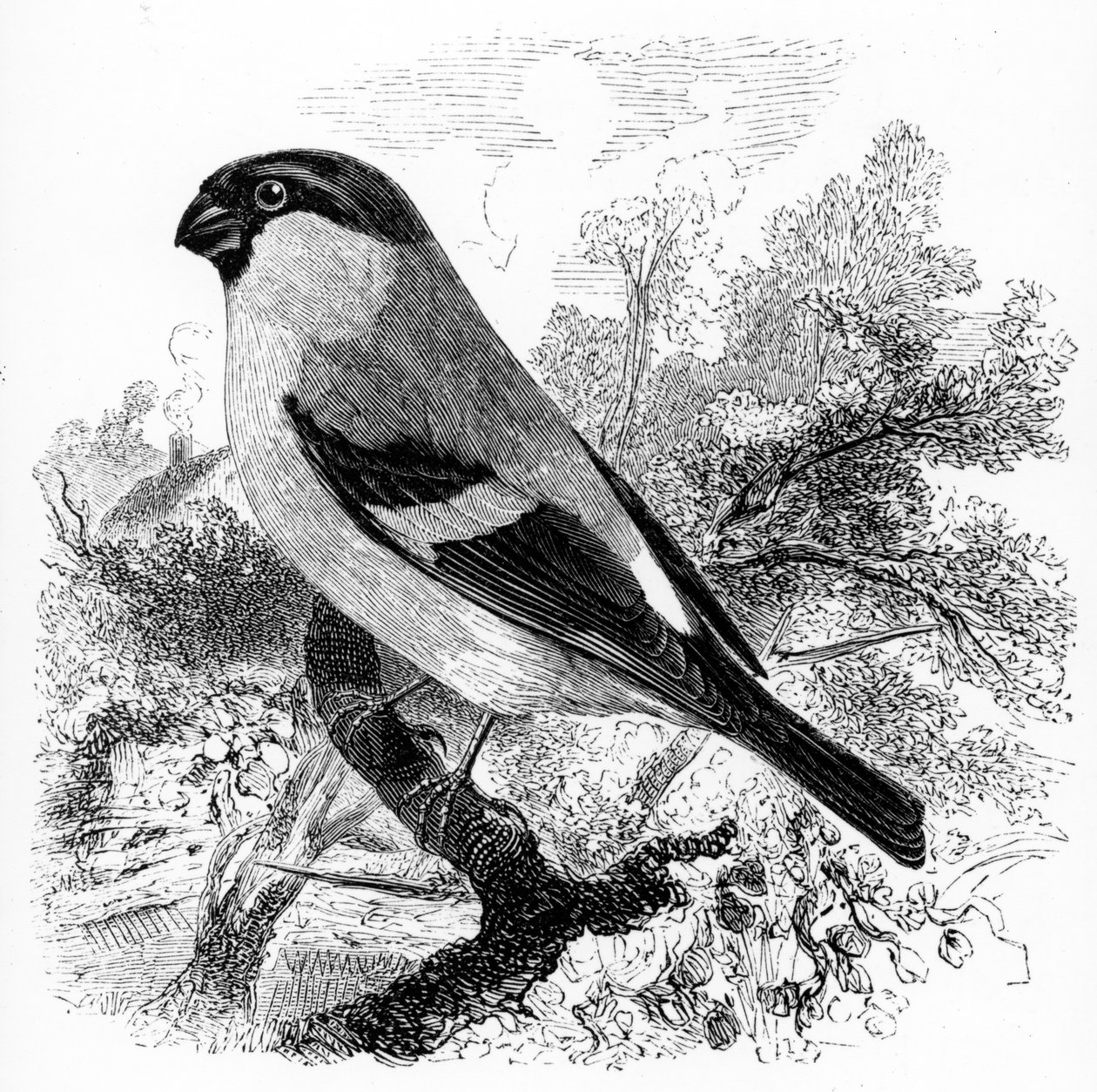 Le Bouvreuil, illustration de 