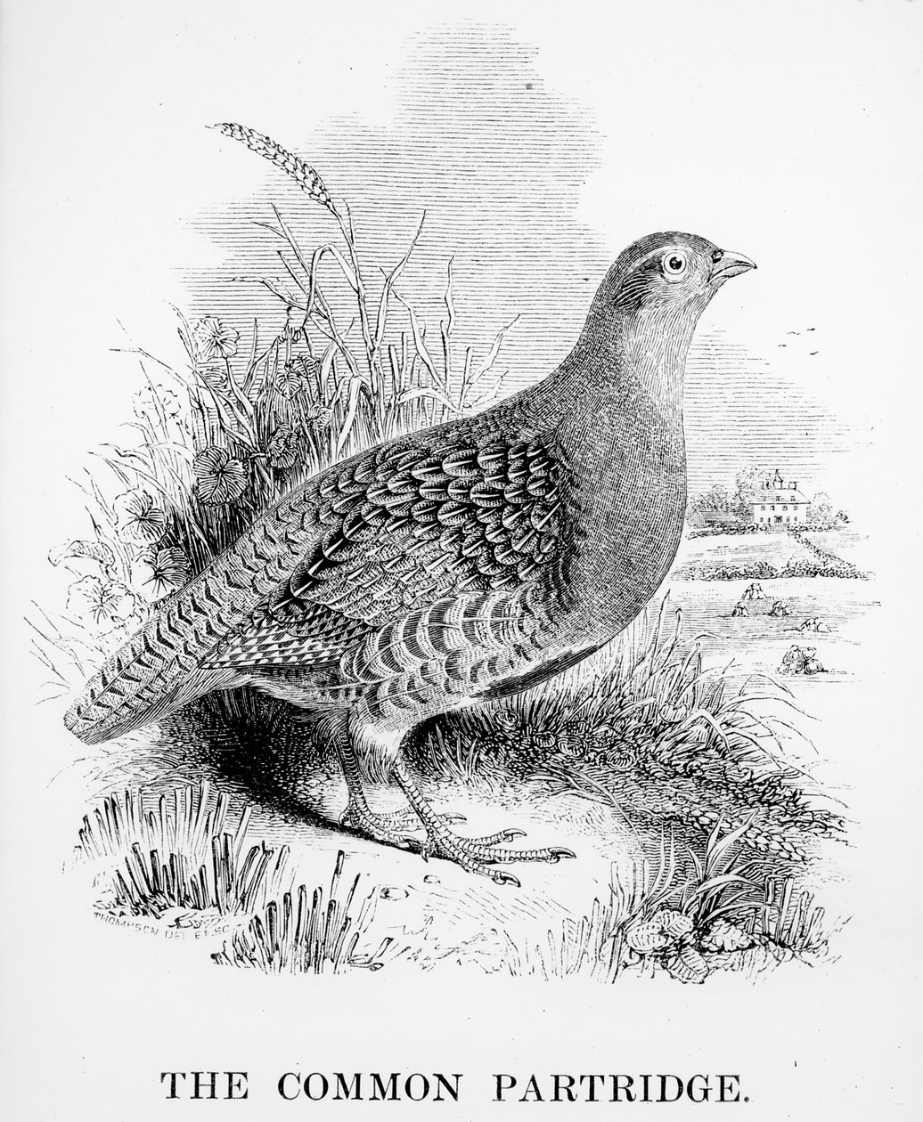 La perdrix commune, illustration de 