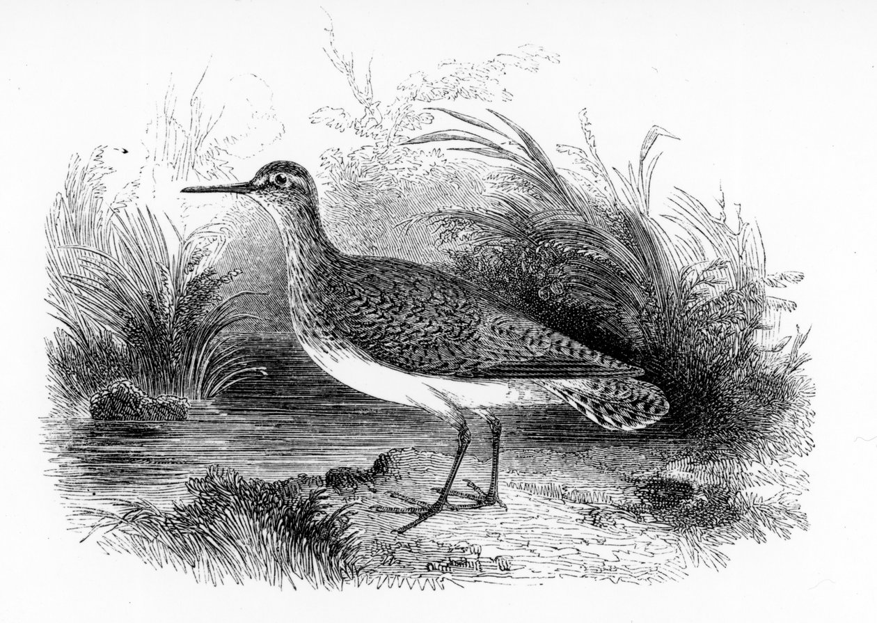 Le Chevalier guignette, illustration de 