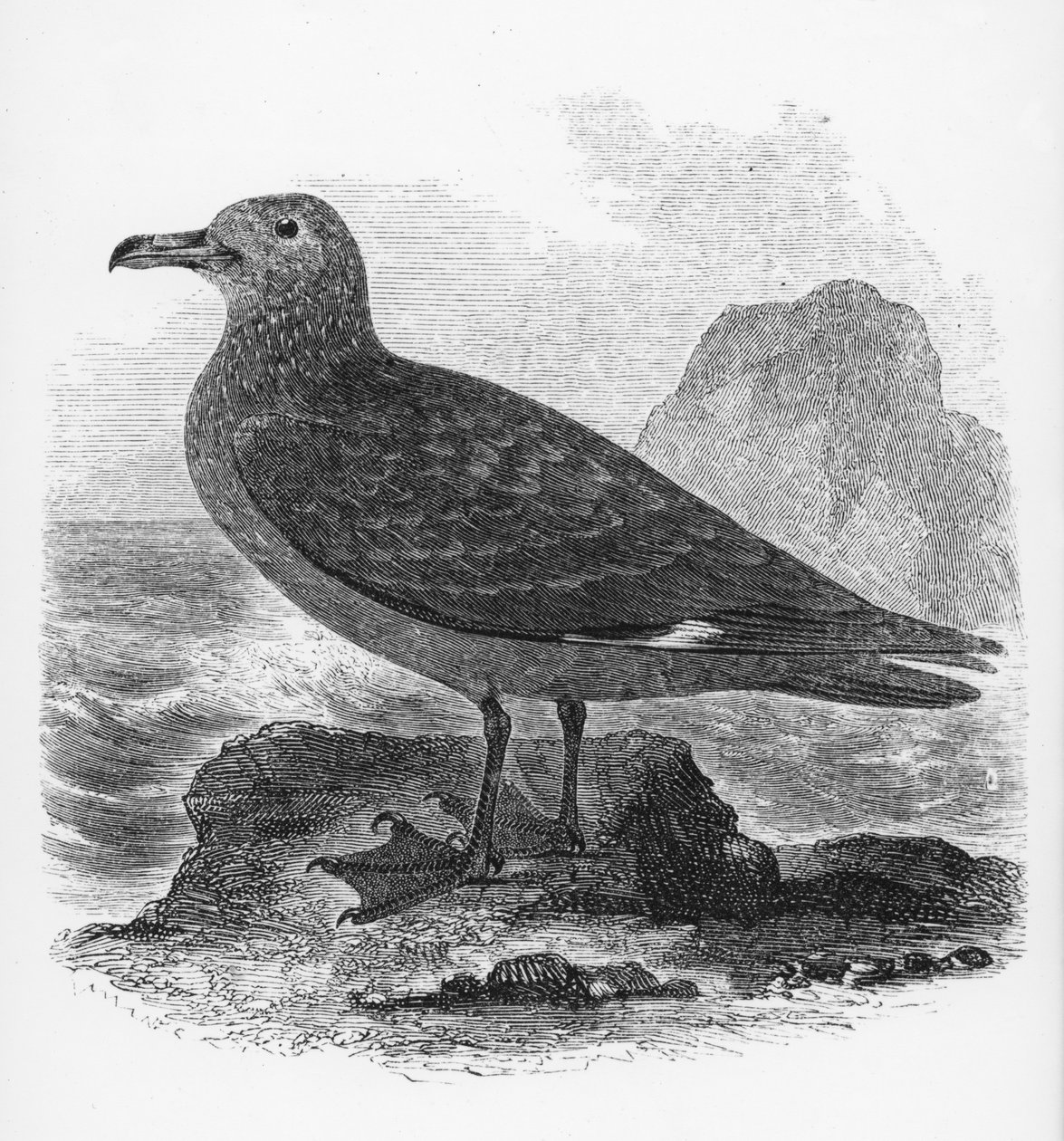 Le Grand Labbe, illustration de 