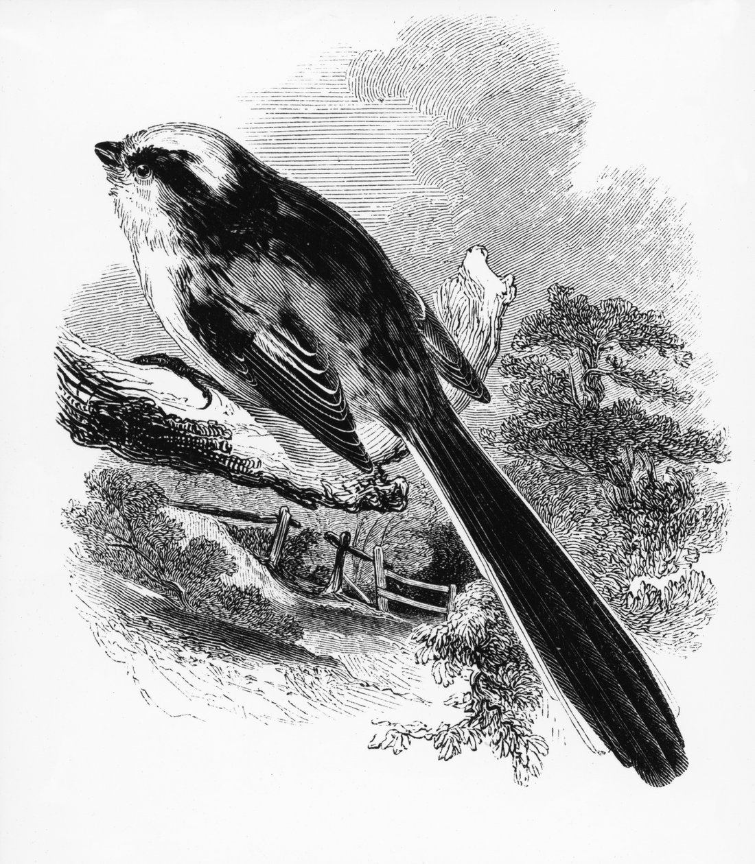 La Mésange à longue queue, illustration de 