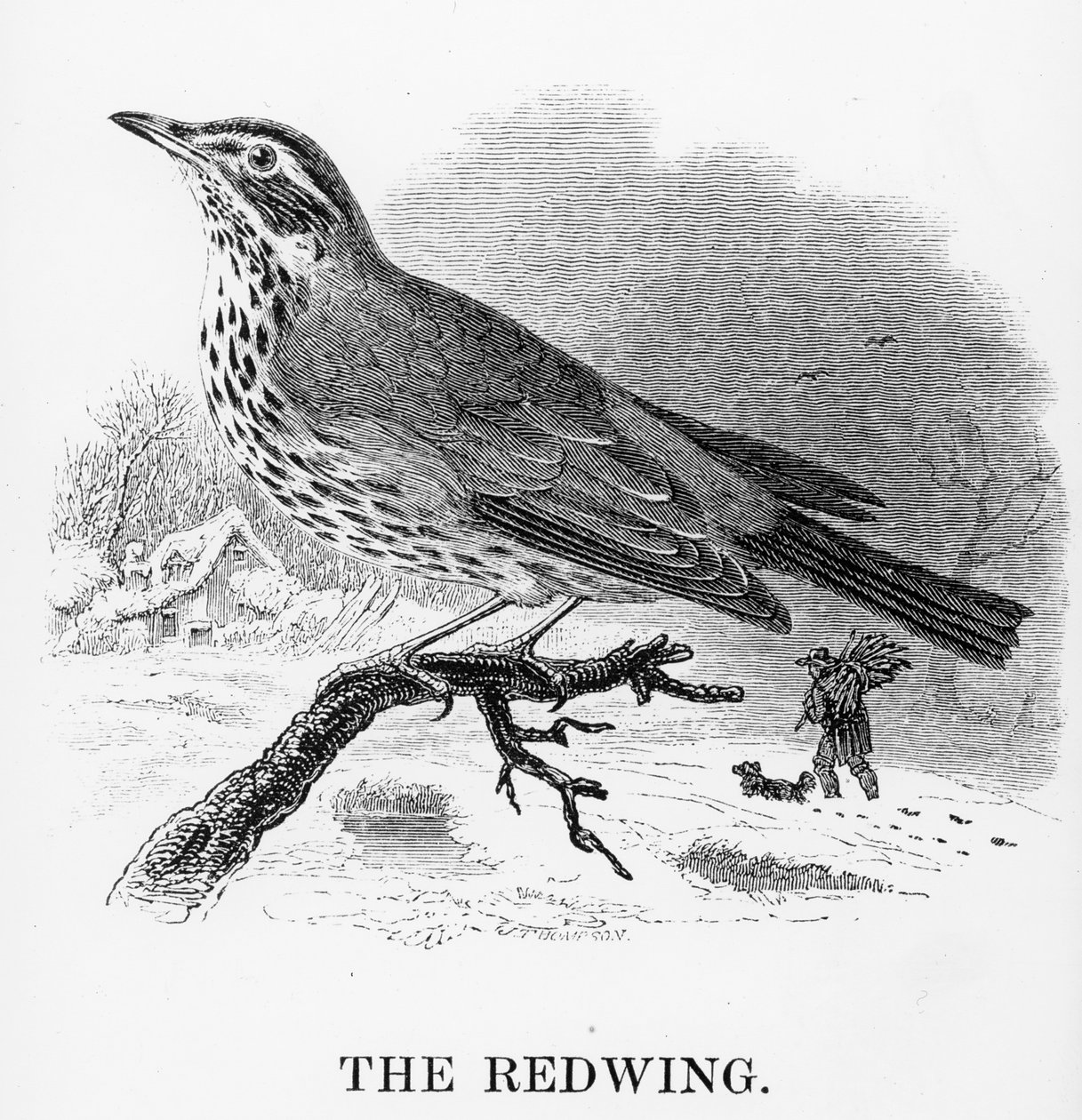 Le Merle à plastron, illustration de 