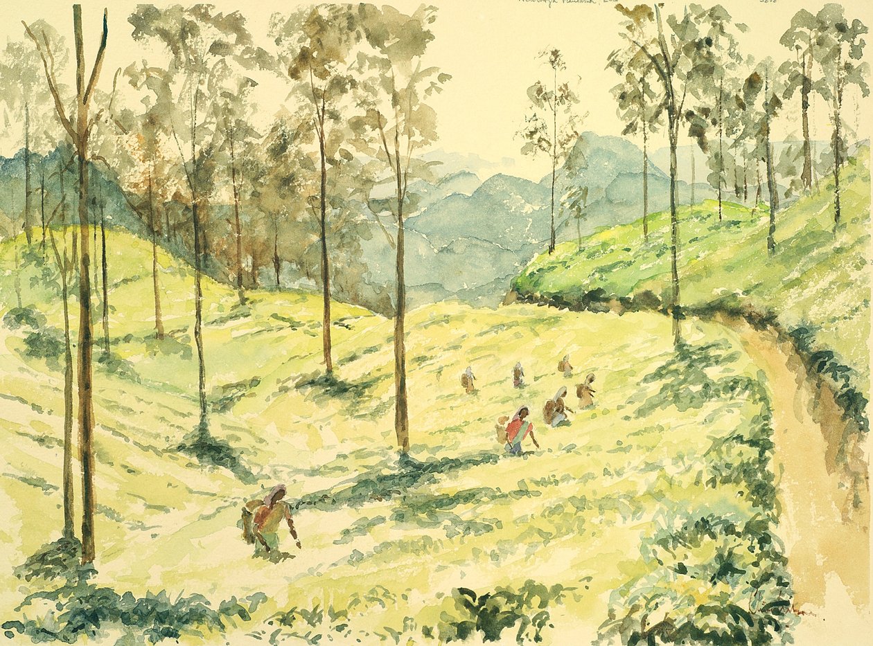 Cueilleurs de thé près d