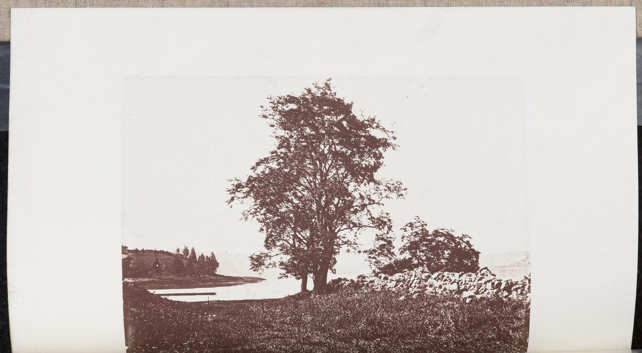 Caroubiers sur les rives de la rivière Bass à Beverly - Wilson Flagg