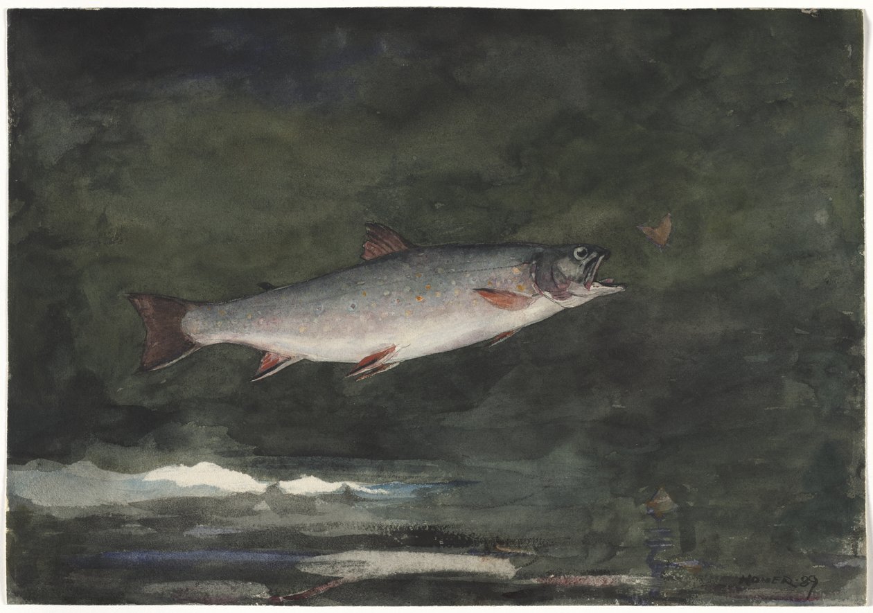 La truite bondissante - Winslow Homer