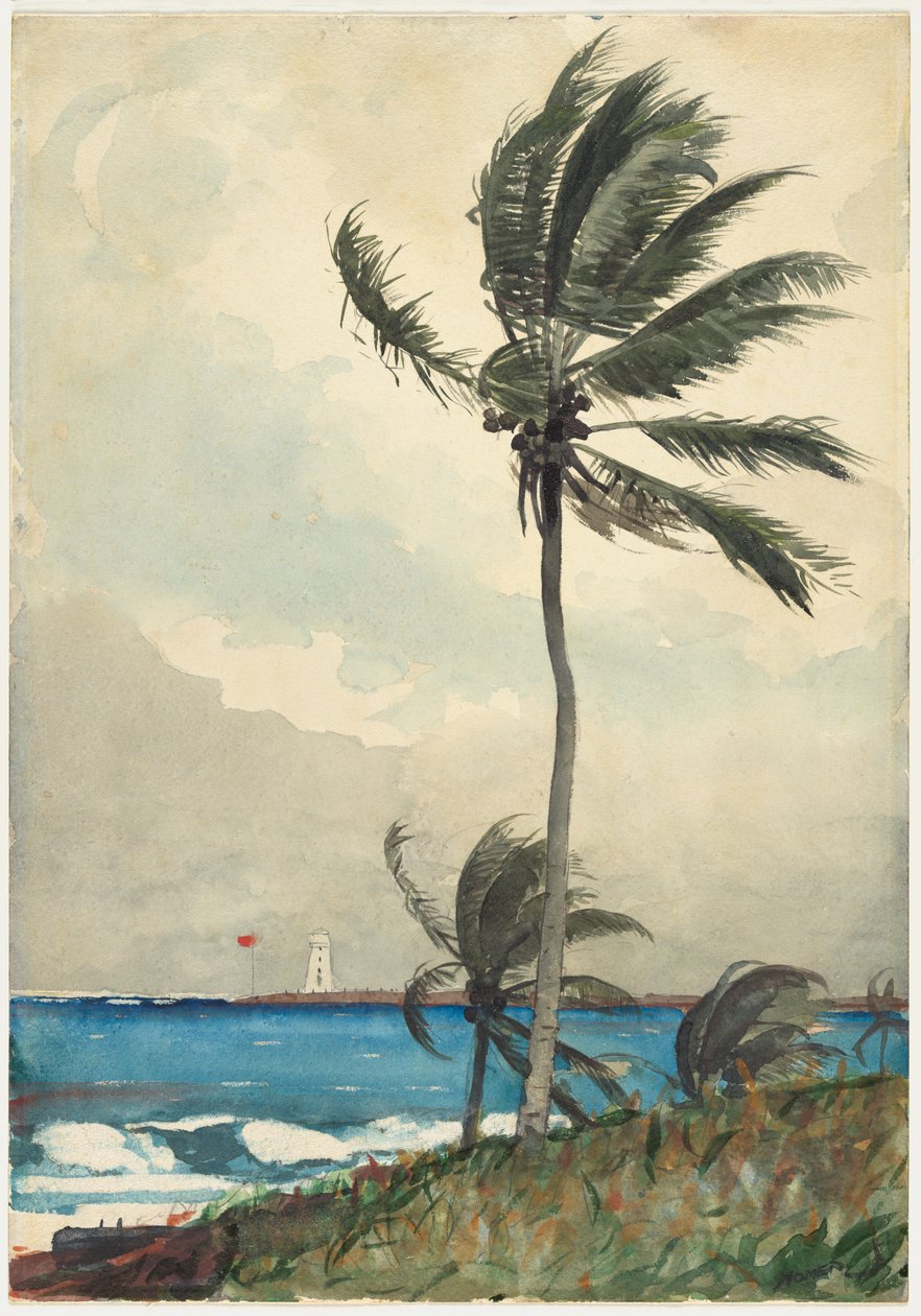 Palmier, Nassau - Winslow Homer