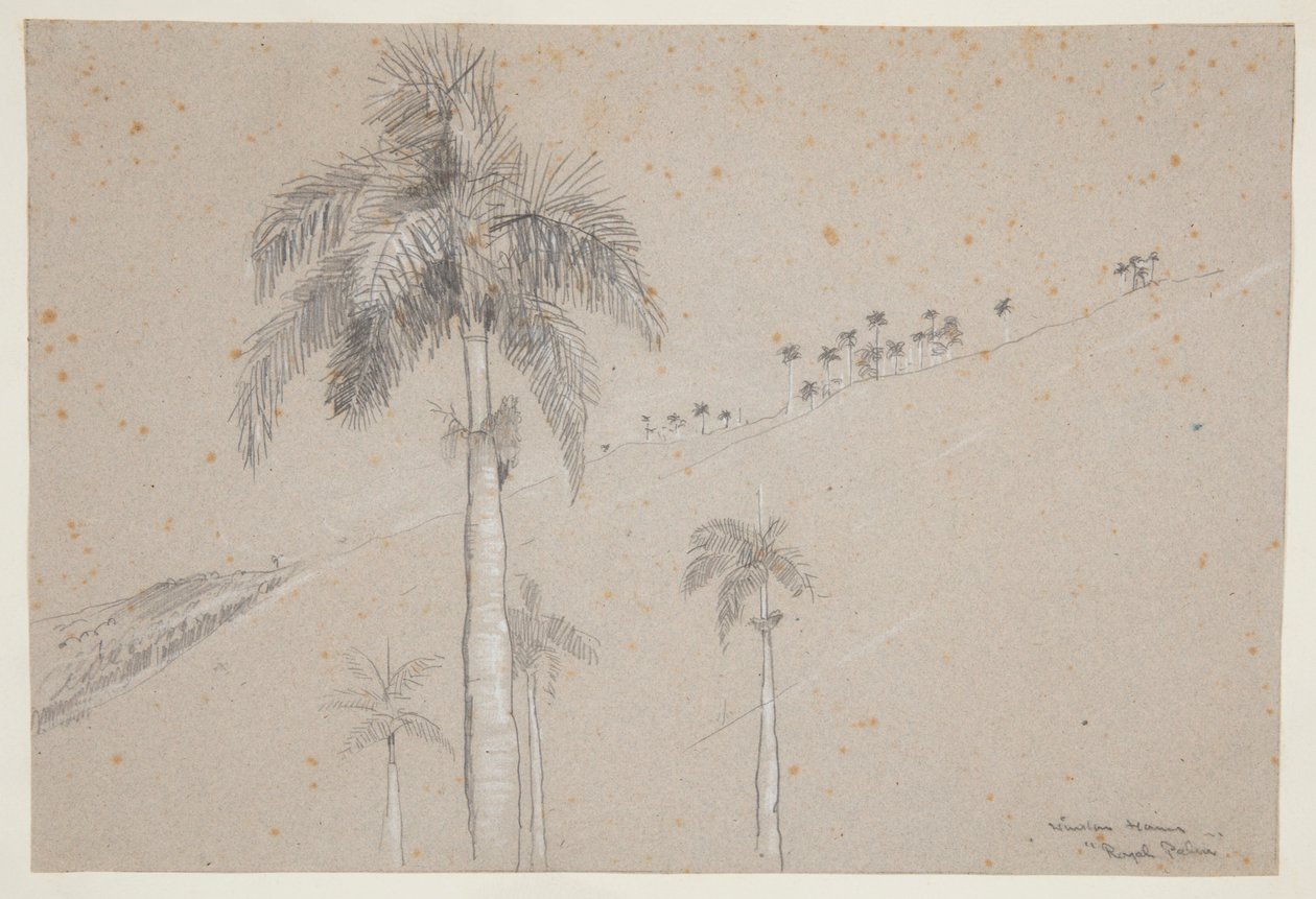 Palmier royal, Cuba - Winslow Homer