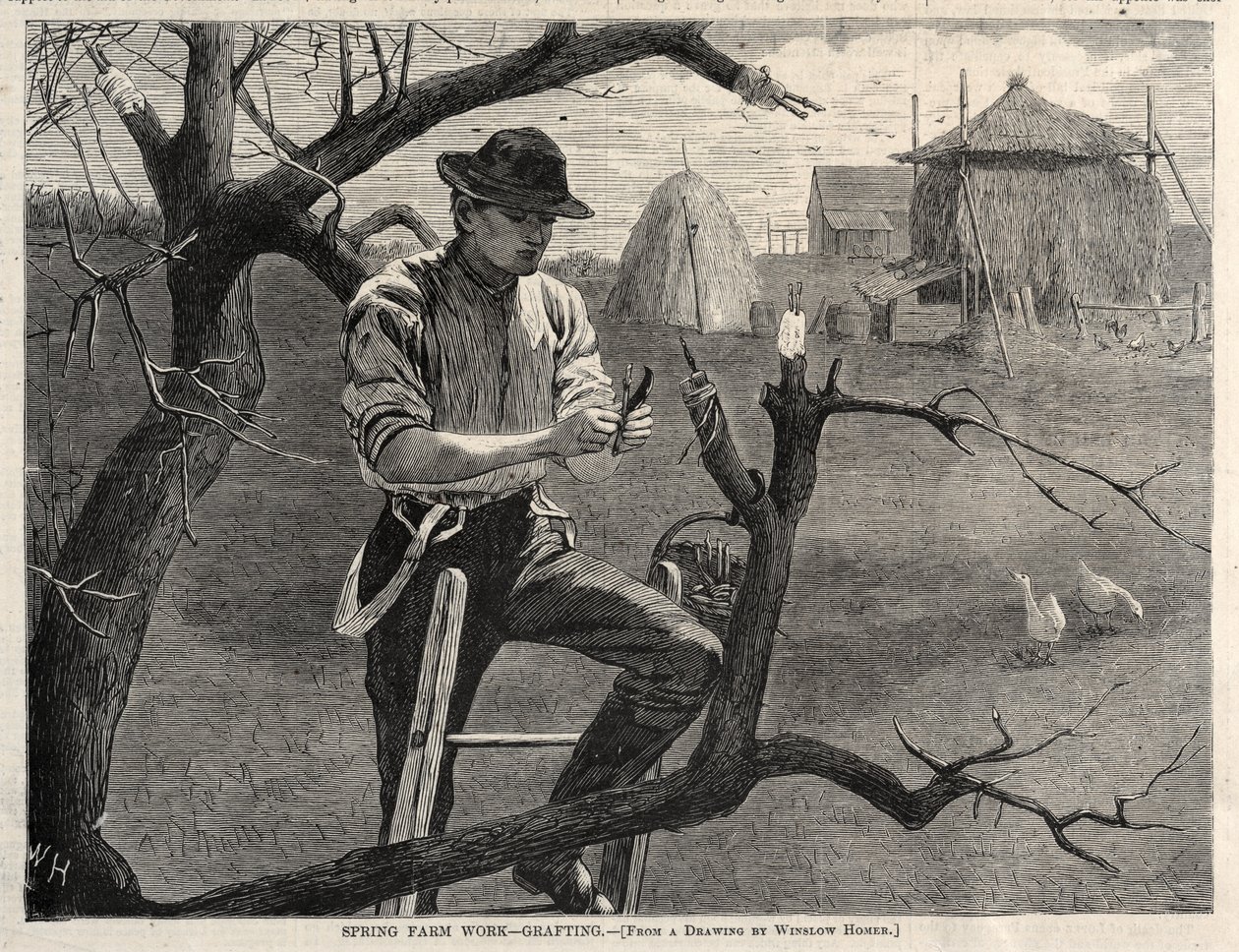 Travail agricole de printemps - Greffage - Winslow Homer