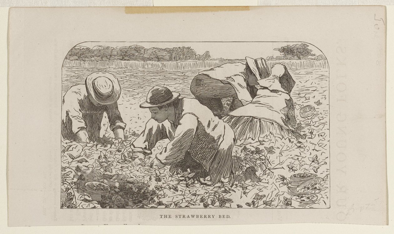 Le parterre de fraises - Winslow Homer