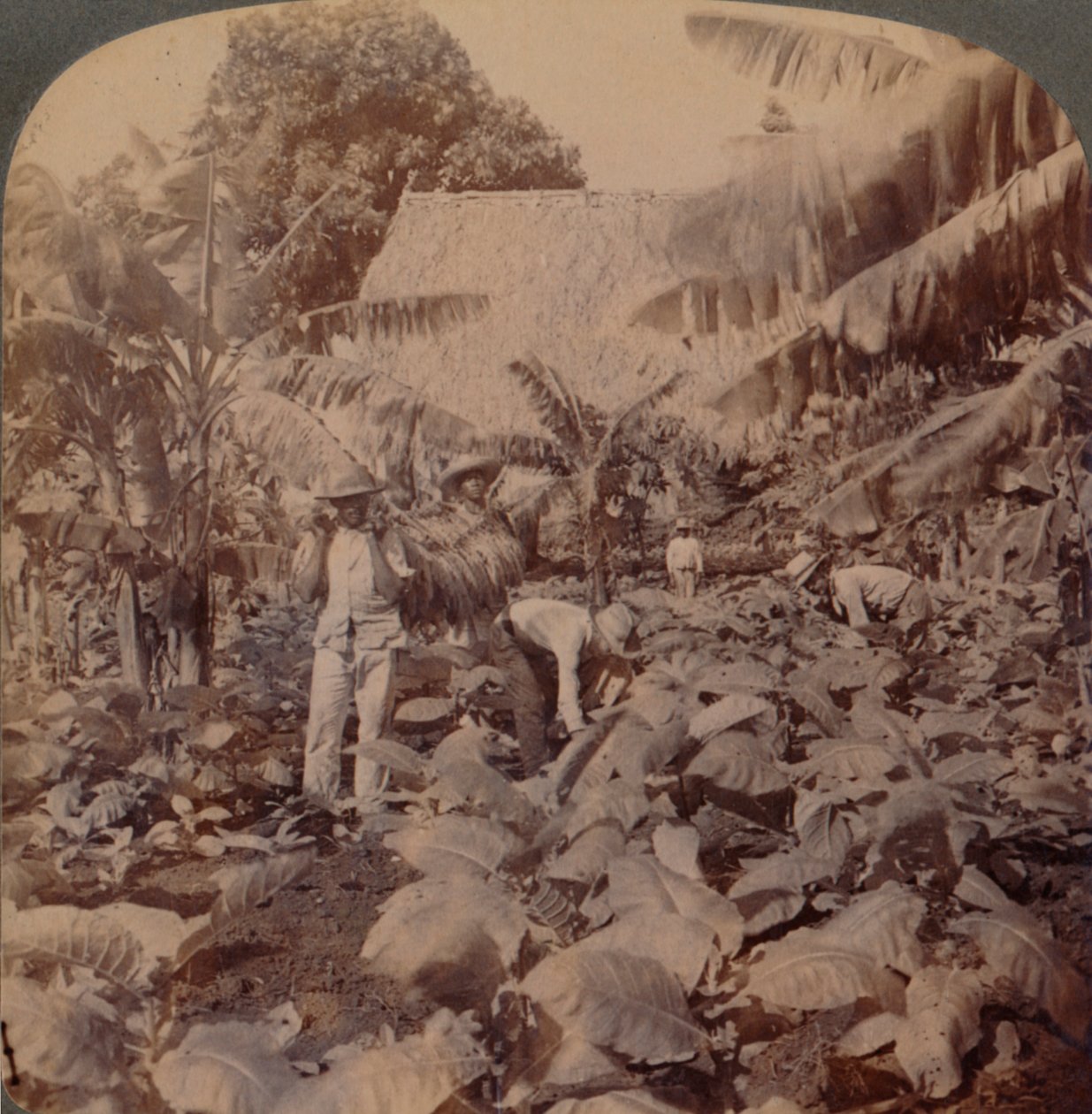 Coupe du tabac - Une plantation typique - Province de La Havane, Cuba, 1899 - Works and Sun Sculpture Studios