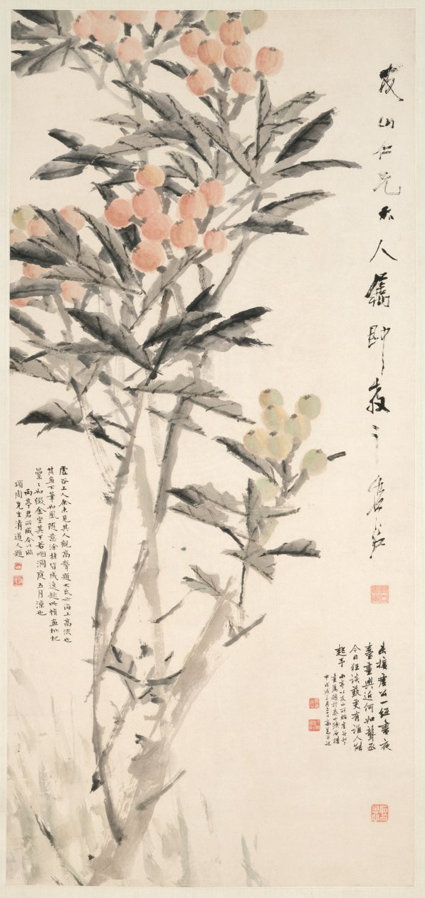 Pipa Loquats, vers 1888-89 - Xugu