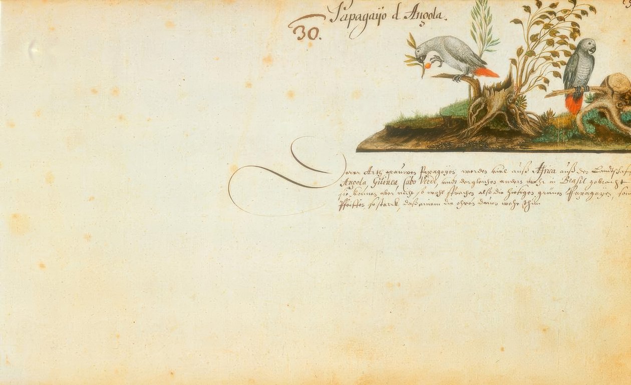 Zacharias Wagner, Perroquets - Zacharias Wagner