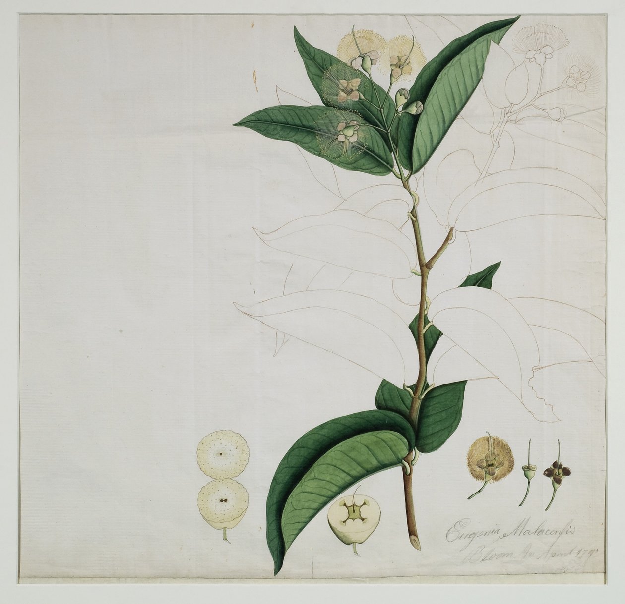 Syzygium aqueum (Burm. f.) Alston (pomme rose d
