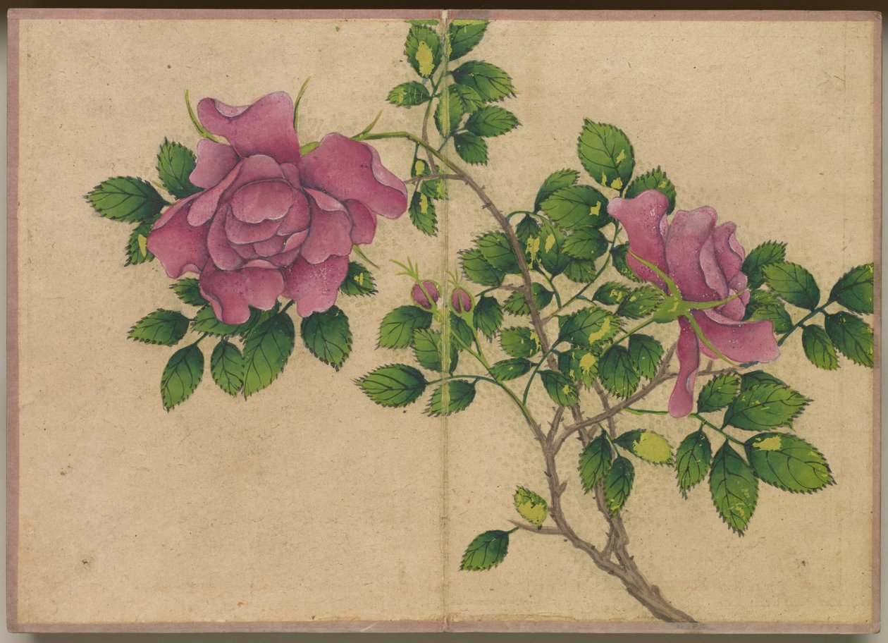 Album de bureau : Peintures de fleurs et d