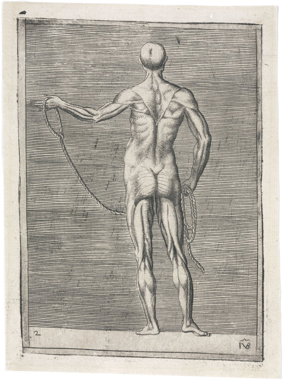 Étude anatomique des muscles masculins; homme tenant une corde, c 1555 - Frederick (attr. to) Barnard