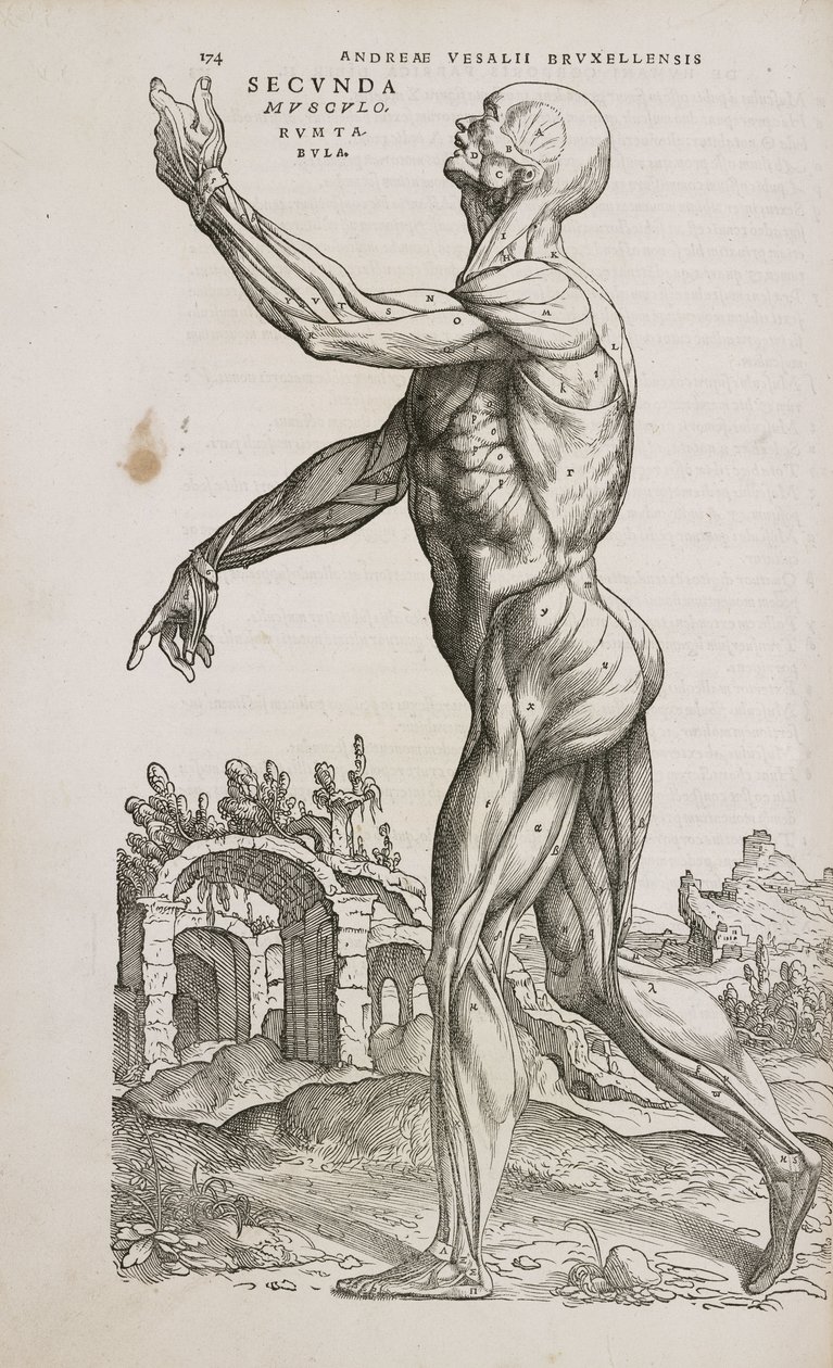 Muscles Vue latérale des muscles superficiels du corps humain masculin - Frederick (attr. to) Barnard