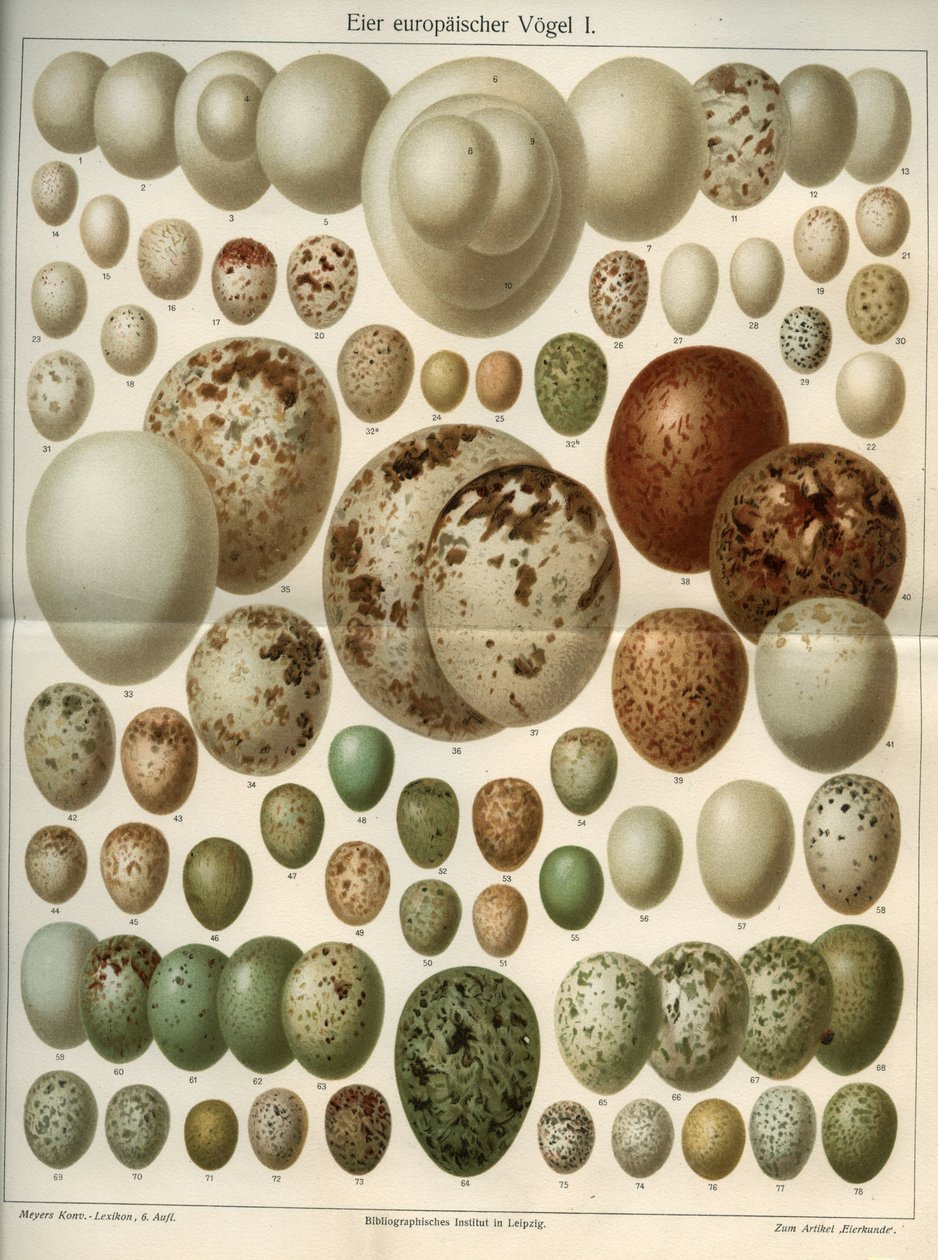 Tableau de sciences naturelles représentant différents œufs d