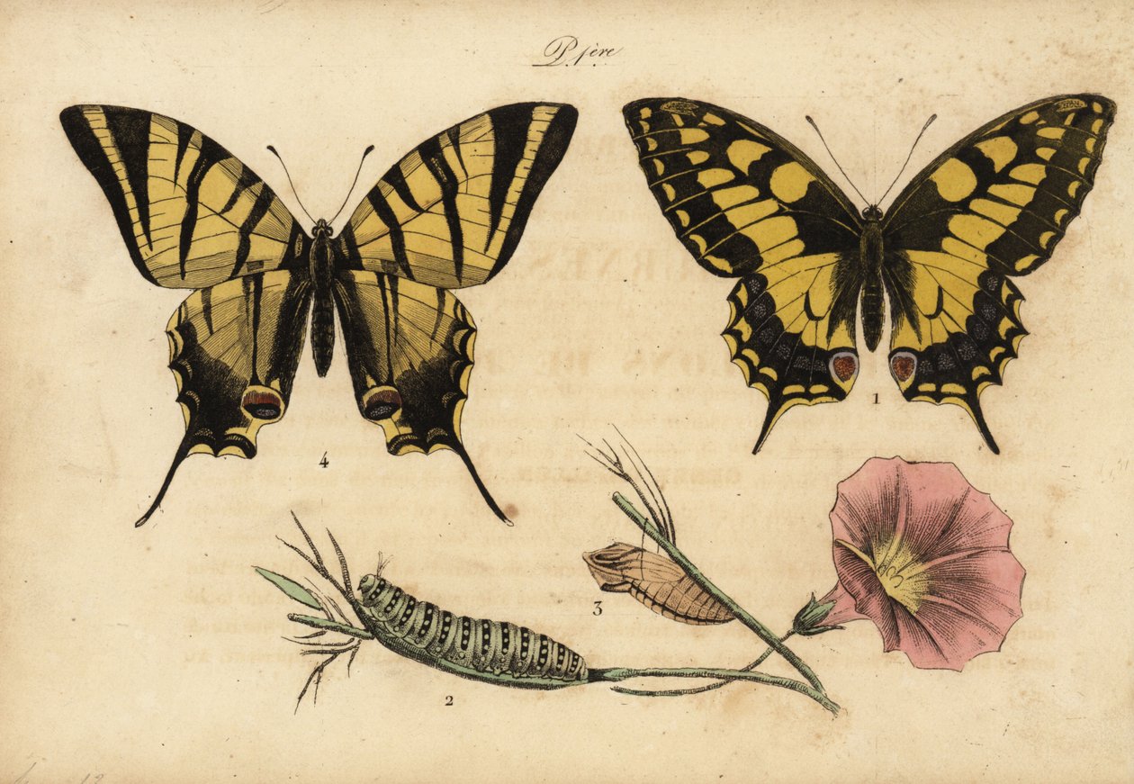 Machaon, Papillo machaon 1,2,3 et Flambé, Iphiclides podalirius 4 - John Pardon