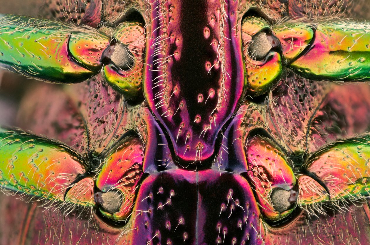 Polybothris quadricollis de Madagascar. Détail de l