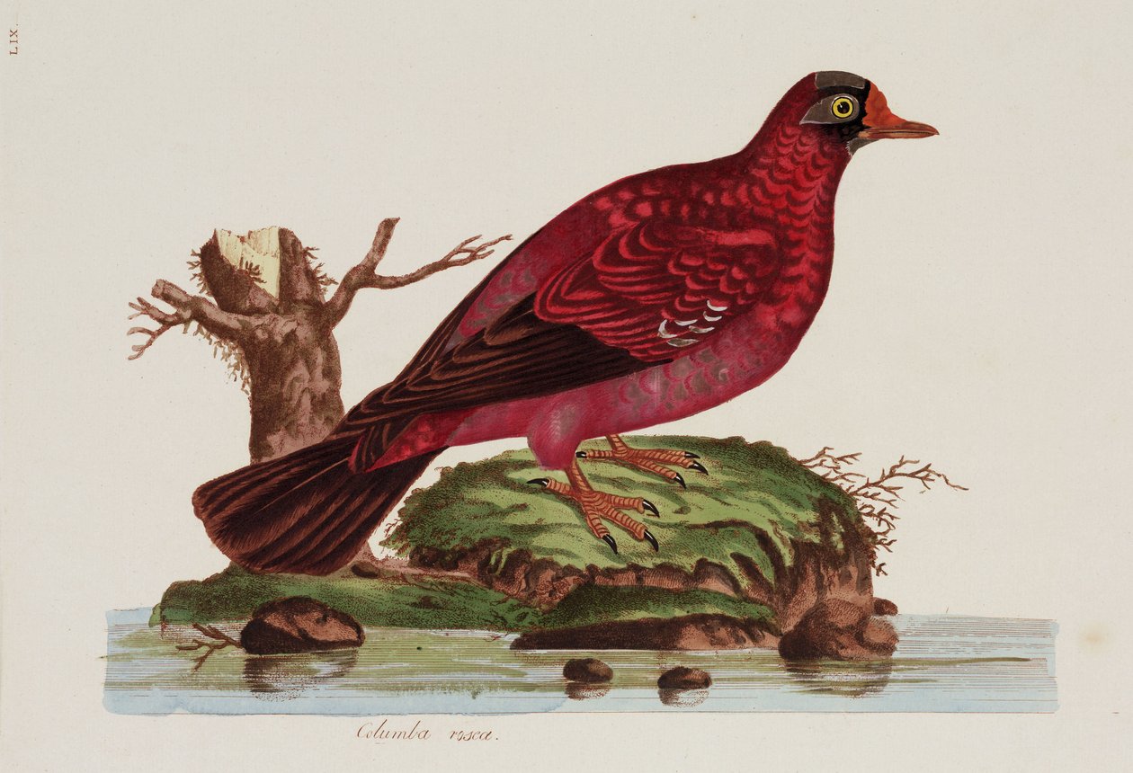 Colombe rouge - John Pardon