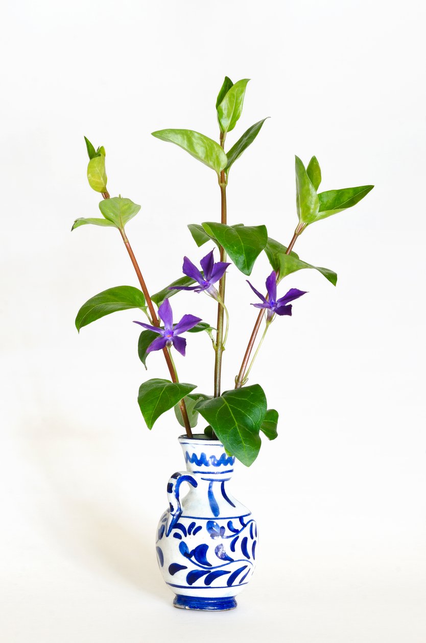 Trois tiges de grande pervenche (Vinca major) en fleur dans un vase - . .