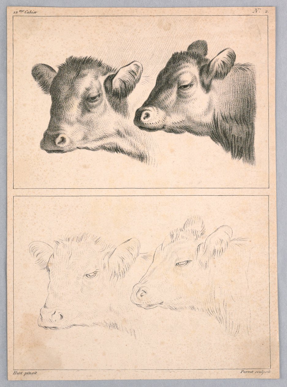 Deux têtes de vache, planche n° 2 du 12me Cahier d