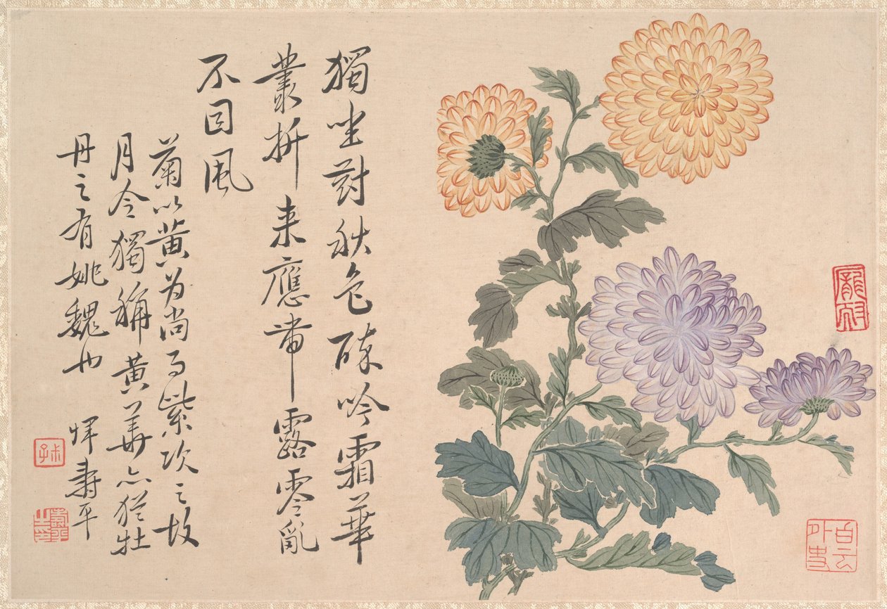 Chrysanthèmes - anonymous 