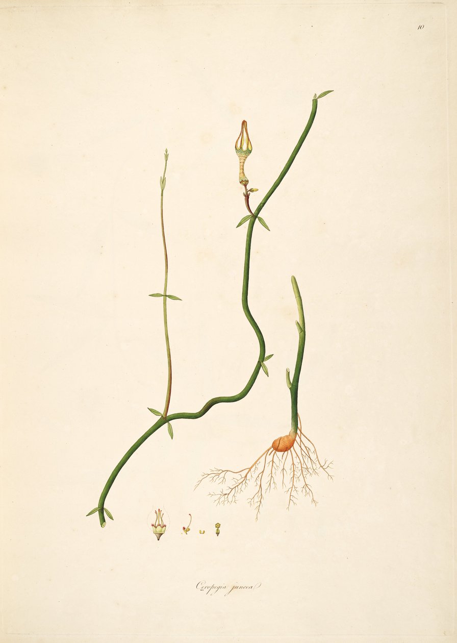 Illustration de Ceropegia juncea, Apocynaceae, Asclepiadoideae - anonymus