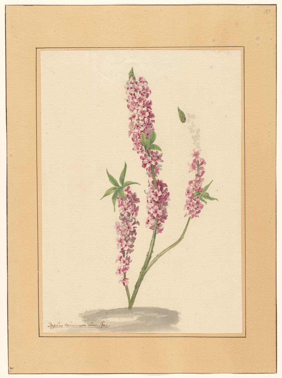 Petit poivrier rouge sur un sol - familie Van der Vinne (attributed to)